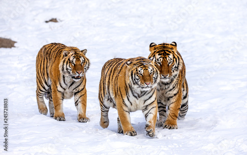 Three Siberian  Amur  tigers are walking in a snowy glade. China. Harbin. Mudanjiang province. Hengdaohezi park. Siberian Tiger Park. Winter. Hard frost.  Panthera tgris altaica 
