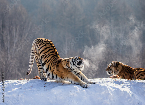 Siberian (Amur) tiger is stretching while standing on a snowy meadow against the background of a winter forest. China. Harbin. Mudanjiang province. Hengdaohezi park. Siberian Tiger Park. (Panthera tgr
