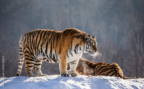 Two Siberian (Amur)  tigers on a snow-covered hill. China. Harbin. Mudanjiang province. Hengdaohezi park. Siberian Tiger Park. (Panthera tgris altaica)