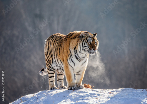 Siberian (Amur) tiger is standing on a snowy hill on a background of winter trees. China. Harbin. Mudanjiang province. Hengdaohezi park. Siberian Tiger Park. Winter. Hard frost. (Panthera tgris altaic
