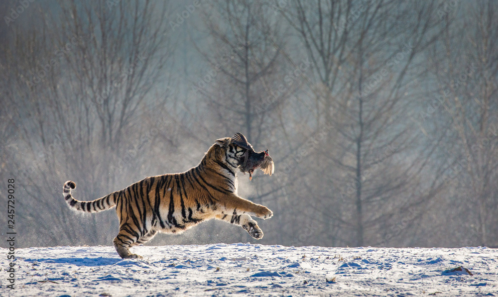 Obraz premium Siberian (Amur) Tiger running in the snow and catch their prey. Very dynamic photo. China. Harbin. Mudanjiang province. Hengdaohezi park. Siberian Tiger Park. Winter. Hard frost. (Panthera tgris altai