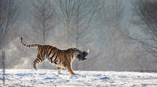 Siberian (Amur) Tiger running in the snow and catch their prey. Very dynamic photo. China. Harbin. Mudanjiang province. Hengdaohezi park. Siberian Tiger Park. Winter. Hard frost. (Panthera tgris altai