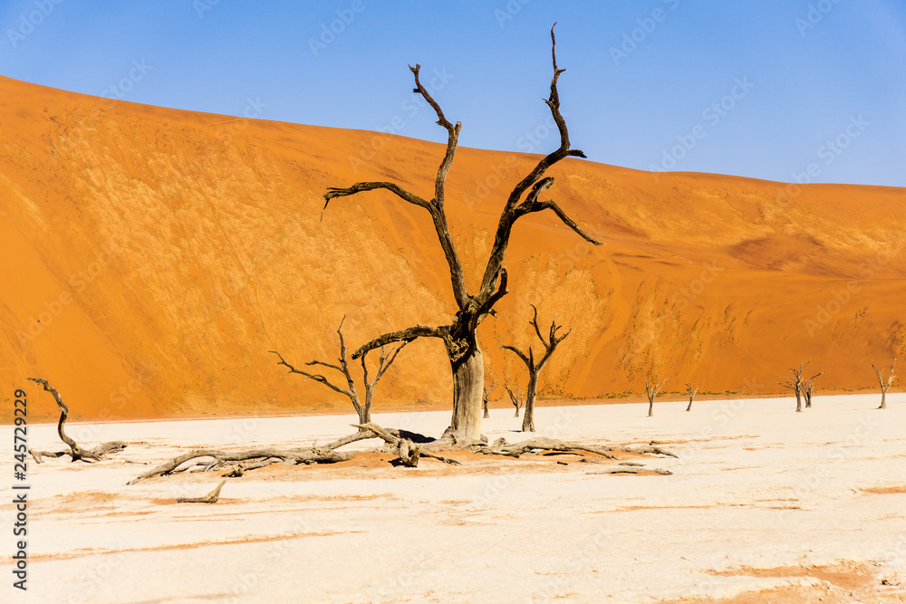 Red sand dunes and scorched dead tree shortly after sunrise in Deadvlei, Sossusvlei, Namibia