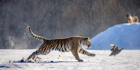 Siberian (Amur) Tiger running in the snow and catch their prey. Very dynamic photo. China. Harbin. Mudanjiang province. Hengdaohezi park. Siberian Tiger Park. (Panthera tgris altaica)