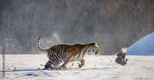 Siberian (Amur) Tiger running in the snow and catch their prey. Very dynamic photo. China. Harbin. Mudanjiang province. Hengdaohezi park. Siberian Tiger Park. (Panthera tgris altaica)