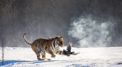Siberian (Amur) Tiger catch their prey. Very dynamic photo. China. Harbin. Mudanjiang province. Hengdaohezi park. Siberian Tiger Park. (Panthera tgris altaica)