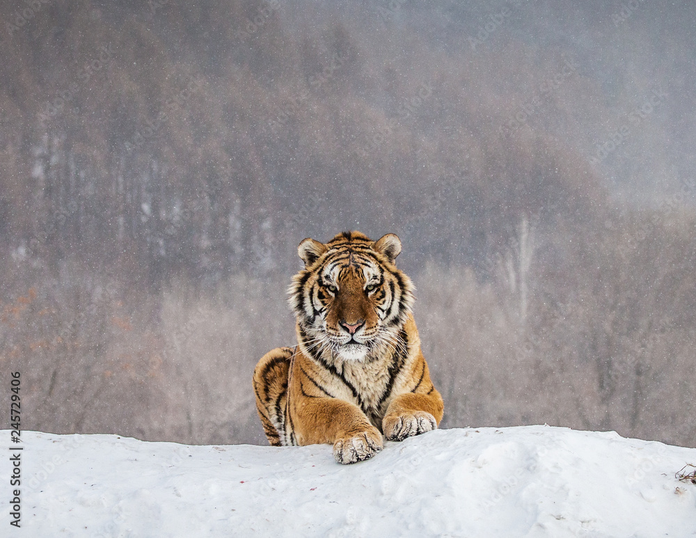 Naklejka premium Tygrys syberyjski (Amur) leżący na zaśnieżonym wzgórzu. Portret przeciw lasowi zima. Chiny. Harbin. Prowincja Mudanjiang. Park Hengdaohezi. Park Tygrysów Syberyjskich. (Panthera tgris altaica)