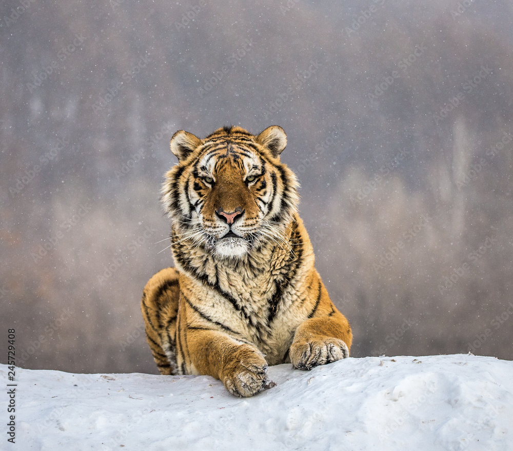 Obraz premium Tygrys syberyjski (Amur) leżący na zaśnieżonym wzgórzu. Portret przeciw lasowi zima. Chiny. Harbin. Prowincja Mudanjiang. Park Hengdaohezi. Park Tygrysów Syberyjskich. (Panthera tgris altaica)