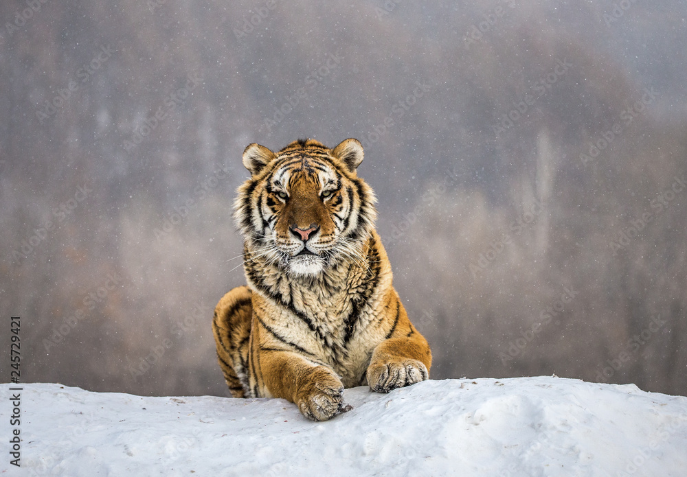 Fototapeta premium Tygrys syberyjski (Amur) leżący na zaśnieżonym wzgórzu. Portret przeciw lasowi zima. Chiny. Harbin. Prowincja Mudanjiang. Park Hengdaohezi. Park Tygrysów Syberyjskich. (Panthera tgris altaica)
