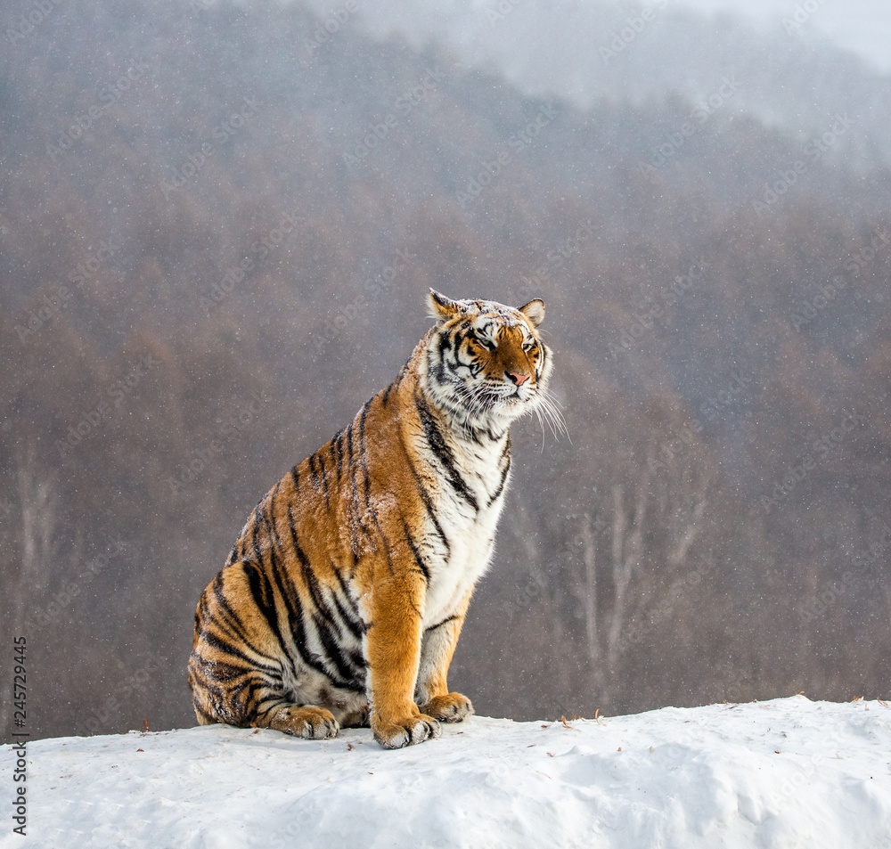Obraz premium Syberyjski (Amur) tygrys siedzi na śnieżnym wzgórzu na tle zimowego lasu. Chiny. Harbin. Prowincja Mudanjiang. Park Hengdaohezi. Park Tygrysów Syberyjskich. (Panthera tgris altaica)
