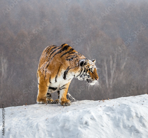 Siberian (Amur) tiger is standing on a snowy hill on a background of winter trees. China. Harbin. Mudanjiang province. Hengdaohezi park. Siberian Tiger Park. (Panthera tgris altaica) photo