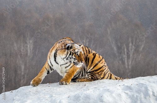 Siberian (Amur) tiger sits on a snowy hill against the background of a winter forest. China. Harbin. Mudanjiang province. Hengdaohezi park. Siberian Tiger Park. (Panthera tgris altaica)