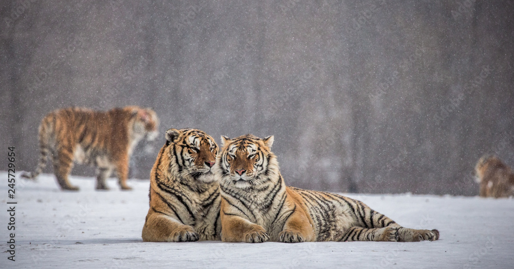 Obraz premium Dwa tygrysy syberyjskie (Amur) leżą obok siebie na śnieżnej polanie. Chiny. Harbin. Prowincja Mudanjiang. Park Hengdaohezi. Park Tygrysów Syberyjskich. Zimowy. Twardy mróz. (Panthera tgris altaica)