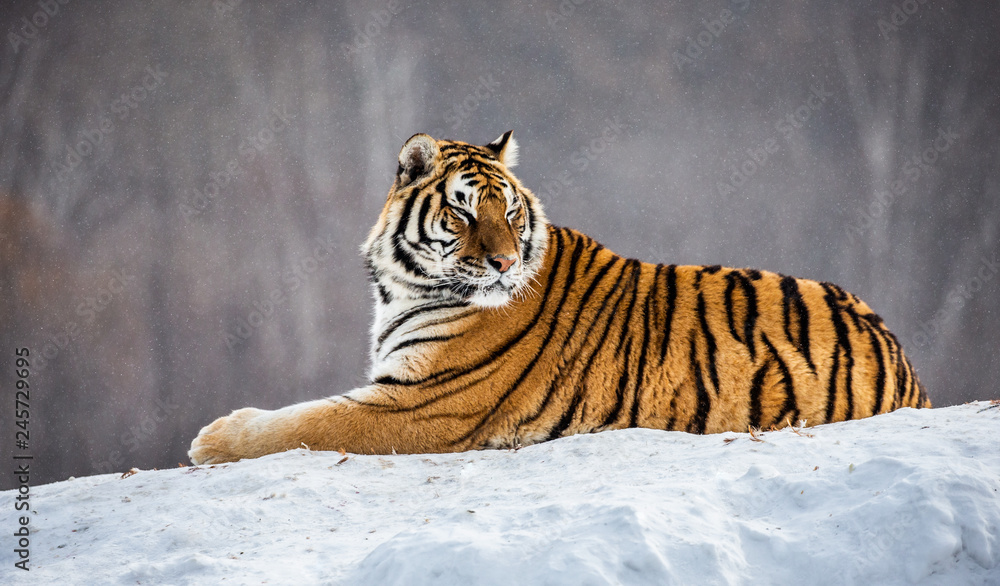 Siberian (Amur) tiger lies in a snowy glade. China. Harbin. Mudanjiang province. Hengdaohezi park. Siberian Tiger Park. Winter. Hard frost. (Panthera tgris altaica)
