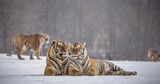 Two Siberian (Amur) tigers lie next to each other in a snowy glade. China. Harbin. Mudanjiang province. Hengdaohezi park. Siberian Tiger Park. Winter. Hard frost. (Panthera tgris altaica)