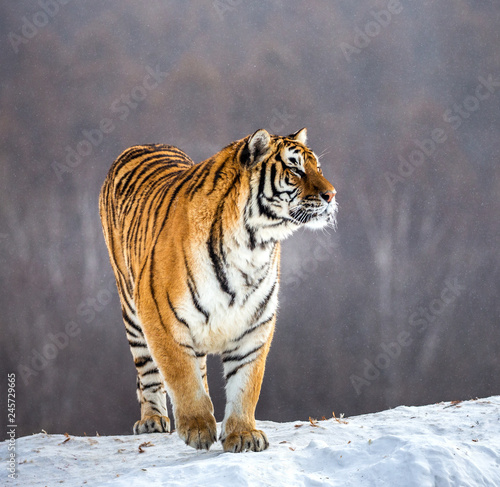 Siberian  Amur  tiger is standing on a snowy hill on a background of winter trees. China. Harbin. Mudanjiang province. Hengdaohezi park. Siberian Tiger Park.  Panthera tgris altaica 
