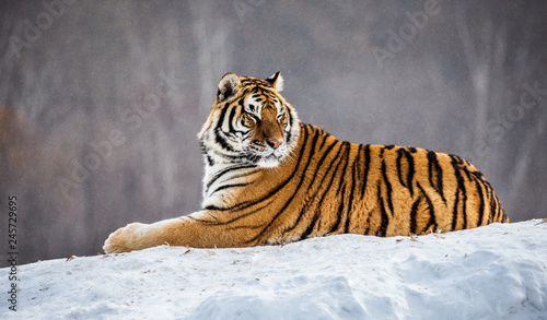 Siberian (Amur) tiger lies in a snowy glade. China. Harbin. Mudanjiang province. Hengdaohezi park. Siberian Tiger Park. Winter. Hard frost. (Panthera tgris altaica)