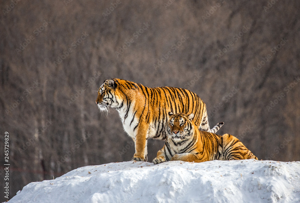Fototapeta premium Dwa tygrysy syberyjskie (Amur) na zaśnieżonym wzgórzu. Chiny. Harbin. Prowincja Mudanjiang. Park Hengdaohezi. Park Tygrysów Syberyjskich. (Panthera tgris altaica)
