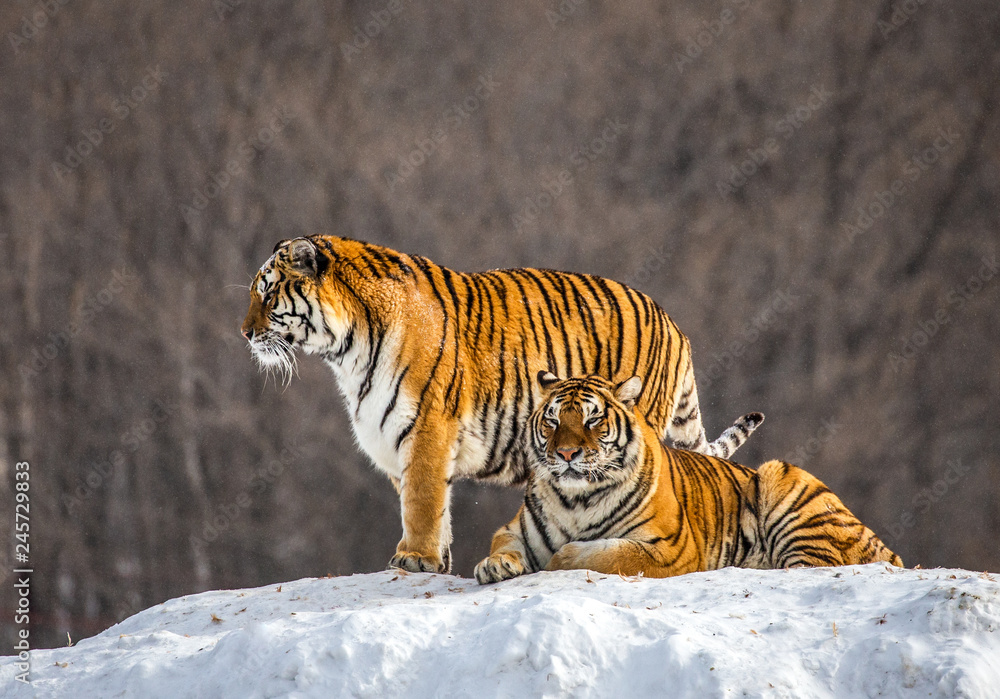 Obraz premium Dwa tygrysy syberyjskie (Amur) na zaśnieżonym wzgórzu. Chiny. Harbin. Prowincja Mudanjiang. Park Hengdaohezi. Park Tygrysów Syberyjskich. (Panthera tgris altaica)