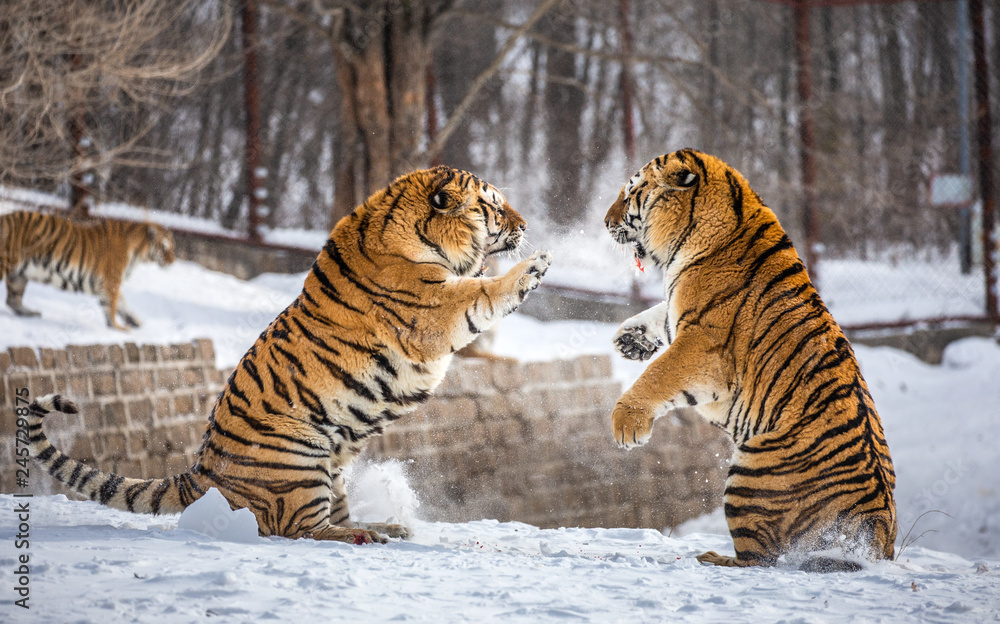 Fototapeta premium Dwa tygrysy syberyjskie (Amur) walczą ze sobą na śnieżnej polanie. Chiny. Harbin. Prowincja Mudanjiang. Park Hengdaohezi. Park Tygrysów Syberyjskich. Zimowy. Twardy mróz. (Panthera tgris altaica)
