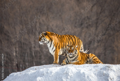 Two Siberian Amur   tigers on a snow-covered hill. China. Harbin. Mudanjiang province. Hengdaohezi park. Siberian Tiger Park.  Panthera tgris altaica 