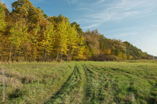 Fototapeta Naklejka Na Ścianę i Meble -  Road through a green meadow to an autumn forest