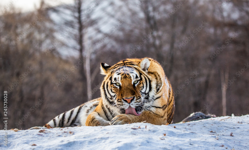 Fototapeta premium Tygrys syberyjski (Amur) leżący na zaśnieżonym wzgórzu. Portret przeciw lasowi zima. Chiny. Harbin. Prowincja Mudanjiang. Park Hengdaohezi. Park Tygrysów Syberyjskich. (Panthera tgris altaica)
