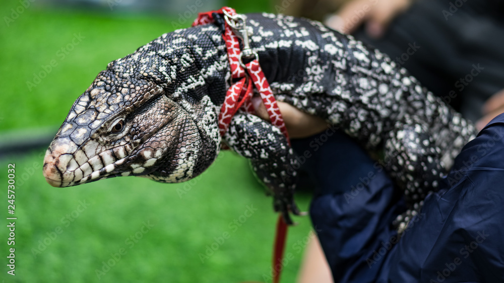 Fototapeta premium Giant lizards that are carrying