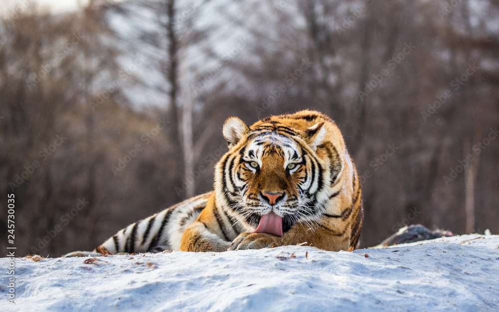 Obraz premium Tygrys syberyjski (Amur) leżący na zaśnieżonym wzgórzu. Portret przeciw lasowi zima. Chiny. Harbin. Prowincja Mudanjiang. Park Hengdaohezi. Park Tygrysów Syberyjskich. (Panthera tgris altaica)