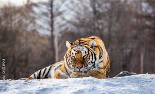 Siberian (Amur) tiger lying on a snow-covered hill. Portrait against the winter forest. China. Harbin. Mudanjiang province. Hengdaohezi park. Siberian Tiger Park. (Panthera tgris altaica) © gudkovandrey