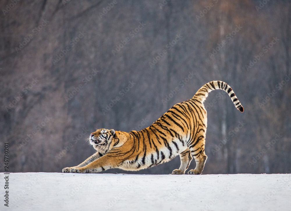 Naklejka premium Tygrys syberyjski (Amur) rozciąga się stojąc na śnieżnej łące na tle zimowego lasu. Chiny. Harbin. Park Hengdaohezi. Park Tygrysów Syberyjskich. (Panthera tgris altaica)