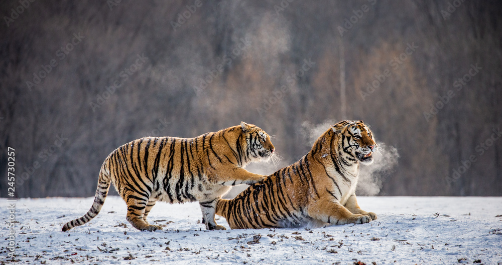 Fototapeta premium Dwa tygrysy syberyjskie bawią się ze sobą na śnieżnej polanie. Chiny. Harbin. Prowincja Mudanjiang. Park Hengdaohezi. Park Tygrysów Syberyjskich. Zimowy. Twardy mróz. (Panthera tgris altaica)