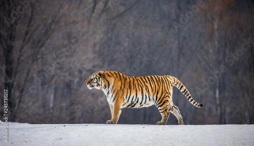 Siberian tiger is standing on a snowy glade in a hard frost. China. Harbin. Mudanjiang province. Hengdaohezi park. Siberian Tiger Park. Winter. Hard frost.  Panthera tgris altaica 