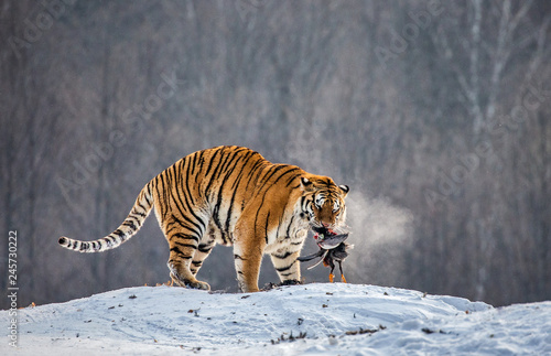 Siberian (Amur) tiger on a snowy glade with prey. China. Harbin. Black and white. Mudanjiang province. Hengdaohezi park. Siberian Tiger Park. Winter. Hard frost. (Panthera tgris altaica)