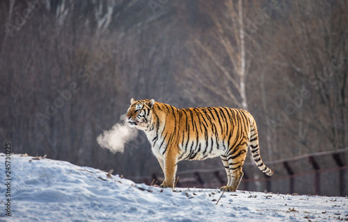 Siberian tiger walks in a snowy glade in a cloud of steam in a hard frost. China. Harbin. Mudanjiang province. Hengdaohezi park. Siberian Tiger Park. Winter. (Panthera tgris altaica)