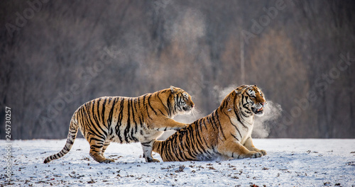 Two Siberian tigers play with each other in a snowy glade. China. Harbin. Mudanjiang province. Hengdaohezi park. Siberian Tiger Park. Winter. Hard frost. (Panthera tgris altaica)