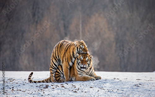Siberian tigers make love in a snowy glade. China. Harbin. Mudanjiang province. Hengdaohezi park. Siberian Tiger Park. Winter. Hard frost. (Panthera tgris altaica)