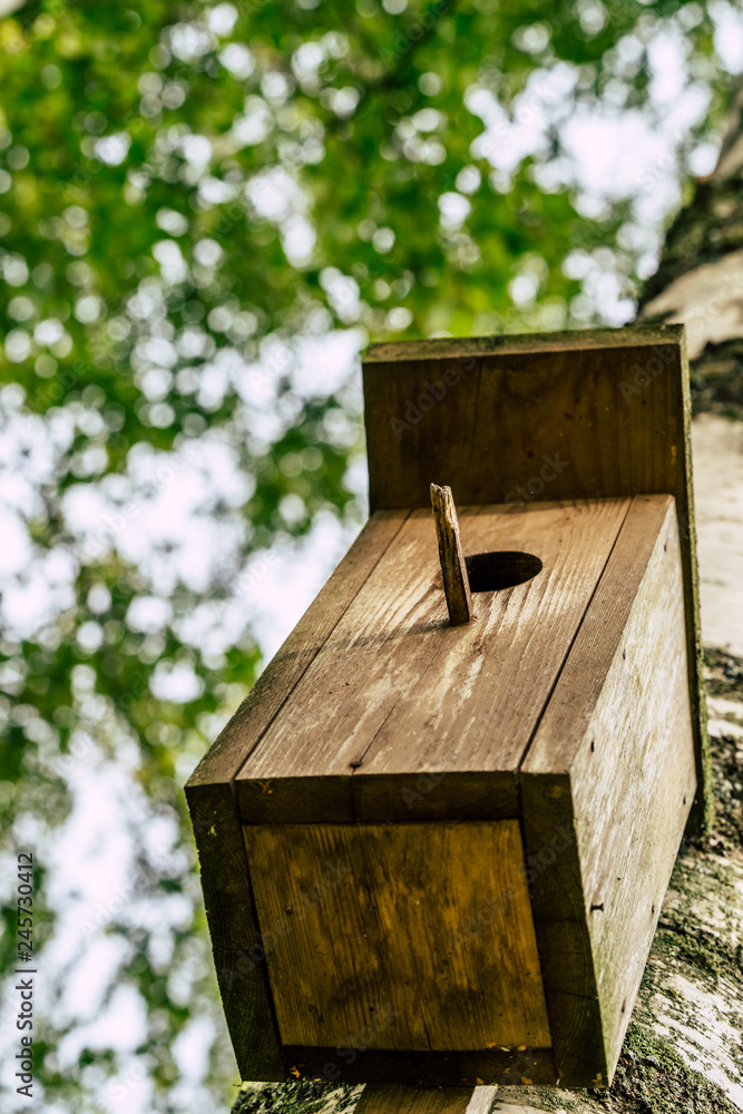 A Closeup of the Birdhouse on a Birch Tree on Early Sunny Spring Day A Closeup of the Birdhouse on a Birch Tree on Early Sunny Spring Day