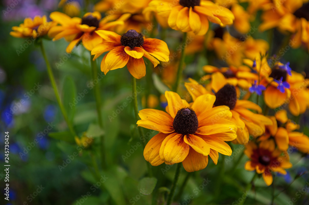 Field of yellow flowers of orange coneflower also called rudbeckia, perennial black-eyed susan. Latin name - Rudbeckia hirta. Field of yellow flowers of orange coneflower also called rudbeckia, perennial black-eyed susan. Latin name - Rudbeckia hirta.