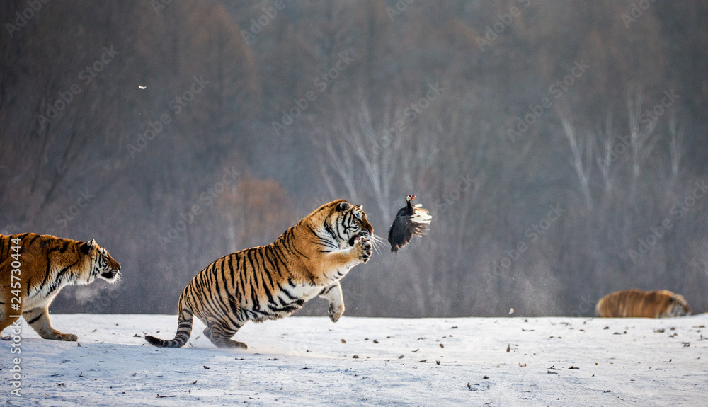 Fototapeta premium Syberyjskie tygrysy na śnieżnej polanie łapią swoją zdobycz. Bardzo dynamiczny strzał. Chiny. Harbin. Prowincja Mudanjiang. Park Hengdaohezi. Park Tygrysów Syberyjskich. Zimowy. Twardy mróz. (Panthera tgris altaica)