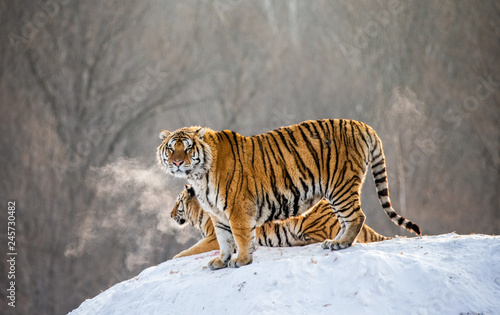 Pair of Siberian tigers on a snowy hill against the backdrop of a winter forest. China. Harbin. Mudanjiang province. Hengdaohezi park. Siberian Tiger Park. Winter. Hard frost. (Panthera tgris altaica)