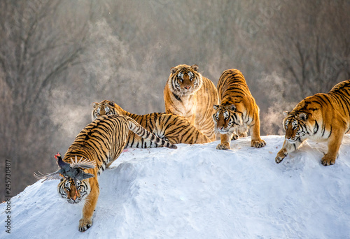 Several siberian tigers are standing on a snow-covered hill and catch prey. China. Harbin. Mudanjiang province. Hengdaohezi park. Siberian Tiger Park. Winter. Hard frost. (Panthera tgris altaica)