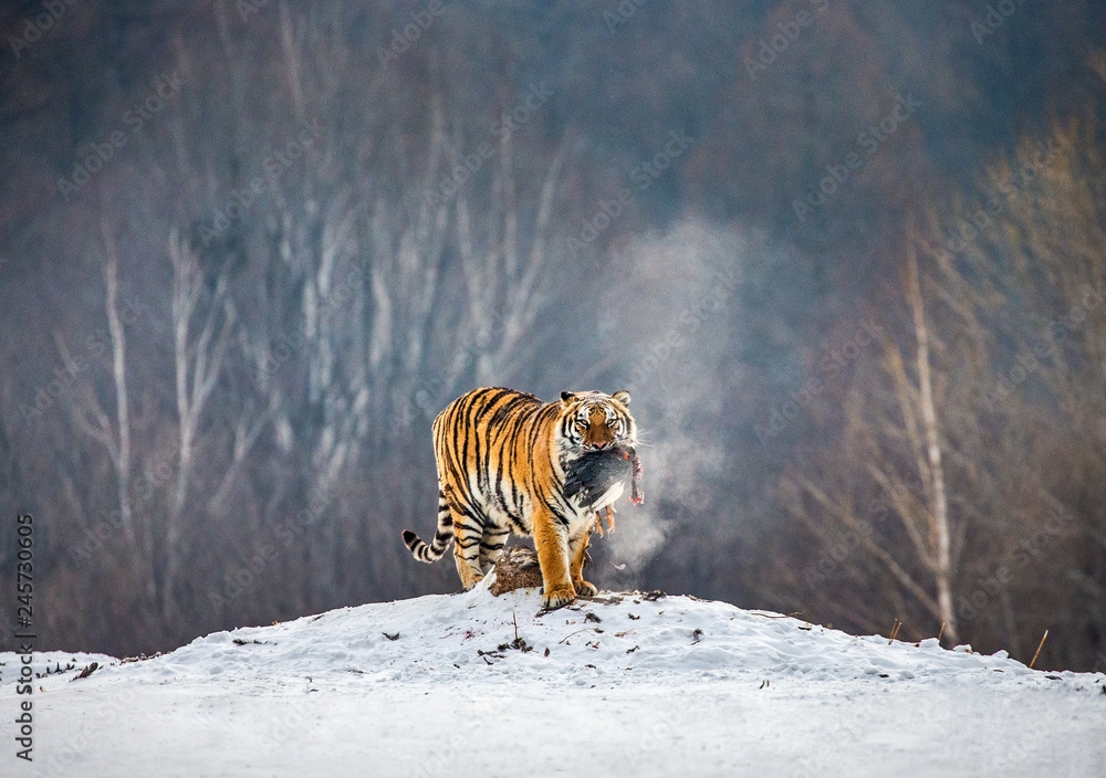 Obraz premium Tygrys syberyjski stoi na śnieżnej polanie z ofiarą. Chiny. Harbin. Prowincja Mudanjiang. Park Hengdaohezi. Park Tygrysów Syberyjskich. Zimowy. Twardy mróz. (Panthera tgris altaica)