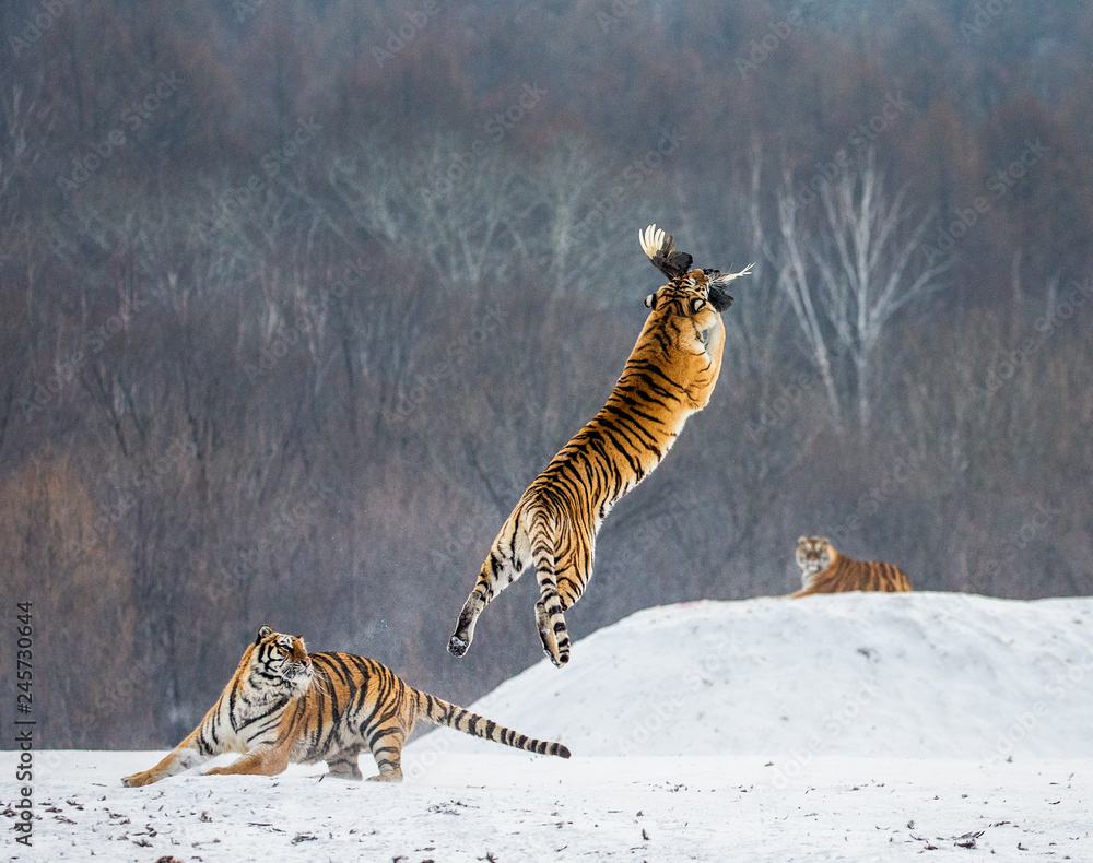 Fototapeta premium Tygrys syberyjski w skoku łapie swoją zdobycz. Bardzo dynamiczny strzał. Chiny. Harbin. Prowincja Mudanjiang. Park Hengdaohezi. Park Tygrysów Syberyjskich. Zimowy. Twardy mróz. (Panthera tgris altaica)