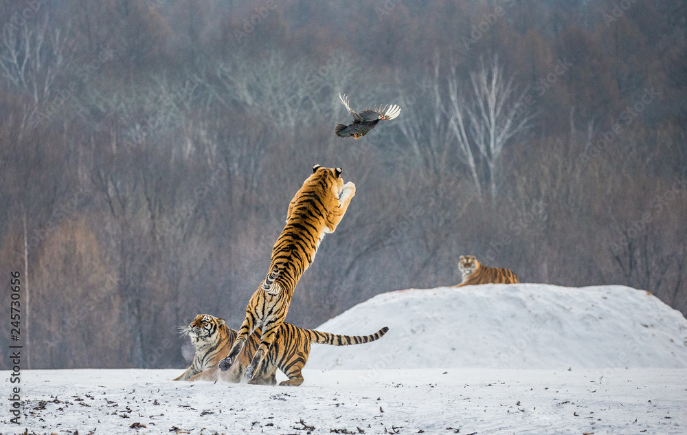 Fototapeta premium Tygrys syberyjski w skoku łapie swoją zdobycz. Bardzo dynamiczny strzał. Chiny. Harbin. Prowincja Mudanjiang. Park Hengdaohezi. Park Tygrysów Syberyjskich. Zimowy. Twardy mróz. (Panthera tgris altaica)