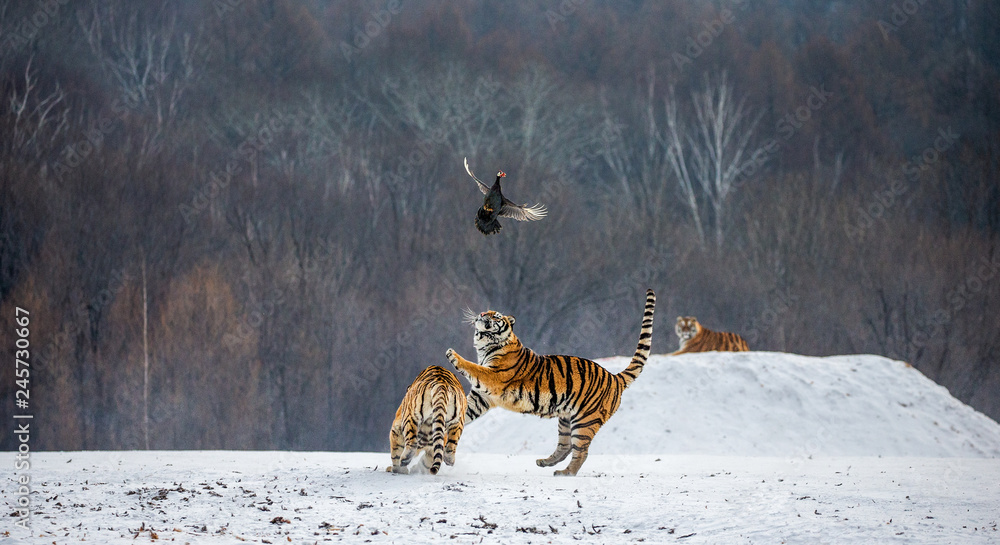 Fototapeta premium Tygrys syberyjski w skoku łapie zdobycz. Bardzo dynamiczne ujęcie. Chiny. Harbin. Prowincja Mudanjiang. Park Hengdaohezi. Park Tygrysów Syberyjskich. Zimowy. Twardy mróz. (Panthera tgris altaica)