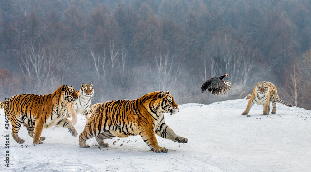 Fototapeta premium Syberyjskie tygrysy na śnieżnej polanie łapią swoją zdobycz. Bardzo dynamiczny strzał. Chiny. Harbin. Prowincja Mudanjiang. Park Hengdaohezi. Park Tygrysów Syberyjskich. Zimowy. Twardy mróz. (Panthera tgris altaica)