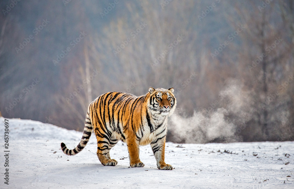 Siberian tiger is standing on a snowy glade. China. Harbin. Mudanjiang province. Hengdaohezi park. Siberian Tiger Park. Winter. Hard frost. (Panthera tgris altaica)