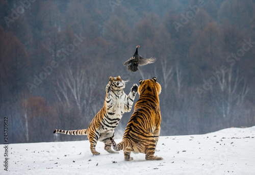 Siberian tigers in a snowy glade catch their prey. Very dynamic shot. China. Harbin. Mudanjiang province. Hengdaohezi park. Siberian Tiger Park. Winter. Hard frost. (Panthera tgris altaica)