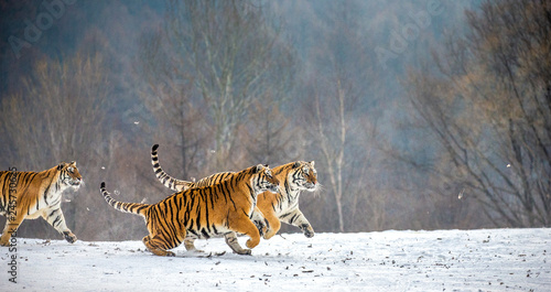 Siberian tigers in a snowy glade catch their prey. Very dynamic shot. China. Harbin. Mudanjiang province. Hengdaohezi park. Siberian Tiger Park. Winter. Hard frost. (Panthera tgris altaica) © gudkovandrey
